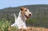 FOX TERRIER 283